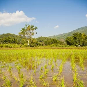 Rice paddy field landscape in the mountains surrounding Chiang Rai, Thailand, Southeast Asia, Asia