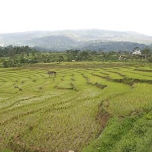 Rice paddy fields in shallow terraces, Surakarta district, Solo River valley, Java, Indonesia, Southeast Asia, Asia