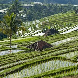 Rice terraces, Bali, Indonesia, Southeast Asia, Asia