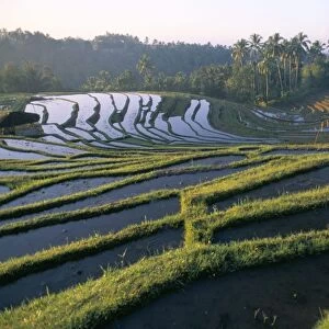 Rice terraces in centre of the island