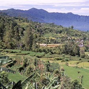 Rice terraces on the eastern shore of Maninjau