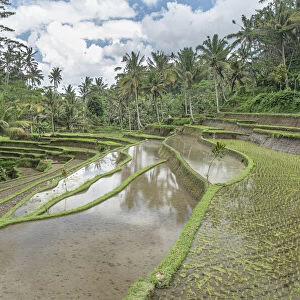 Rice terraces flooded in the jungle, Bali, Indonesia, Southeast Asia, Asia