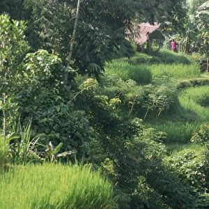 Rice terraces of Sati Luwih