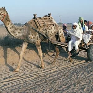 Riding in a camel cart