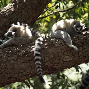 Ring-tailed Lemurs (Lemur catta) resting on tree, Berenty, Southern Madagascar, Africa