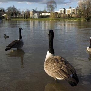 River Thames with geese, Molesey, Surrey, England, United Kingdom, Europe
