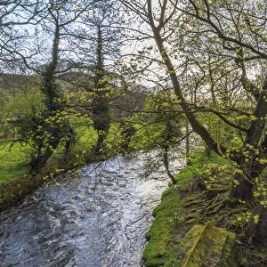 River Wye, trees and Peak Tor in spring, Rowsley, Derbyshire, England, United Kingdom, Europe