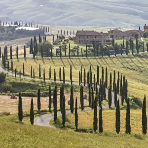 The road curves in the green hills surrounded by cypresses, Crete Senesi (Senese Clays)