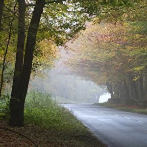 Road running through foggy autumnal woodland, near Stow-on-the-Wold, Cotswolds, Gloucestershire