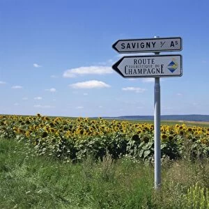 Road sign and sunflowers, Route de Champagne, Savigny, Champagne Ardenne, France, Europe