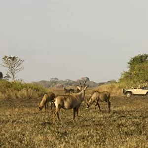 Roan antelope, Busanga Plains, Kafue National Park, Zambia, Africa
