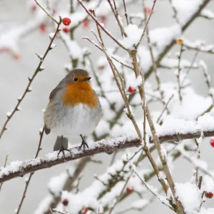 Robin (Erithacus rubecula), with berries in snow, United Kingdom, Europe