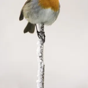 Robin (Erithacus rubecula) on frosty twig in winter, Northumberland, England