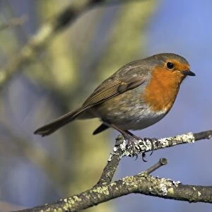 Robin, Erithacus rubecula, perched on a tree branch at Leighton Moss RSPB nature reserve