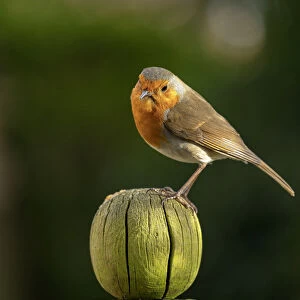 Robin perched on a weathered garden fence post in North Yorkshire, England