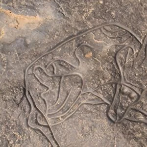 Rock carving of a cow, Tin Taghirt, Tassili n Ajjer, Algeria, North Africa, Africa