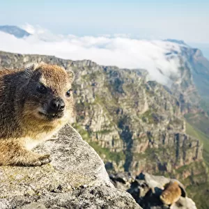 Rock Dassie (hyrax) on top of Table Mountain, Cape Town, South Africa, Africa