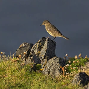 Rock Pipit, County Clare, Munster, Republic of Ireland, Europe