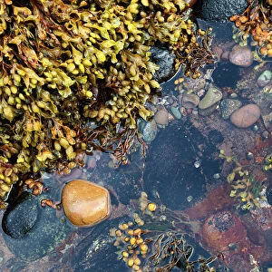 Rock pool at Catterline, Aberdeenshire, Scotland, United Kingdom, Europe