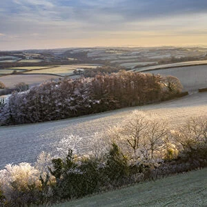 Rolling countryside at dawn on a frosty winter morning, Devon, England, United Kingdom
