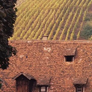 Roof and autumn vines, Riquewihr, Alsace, France, Europe