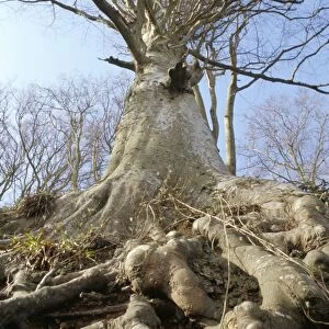 Roots, trunk and branches of the common beech tree (Fagus Sylvatica), South Devon