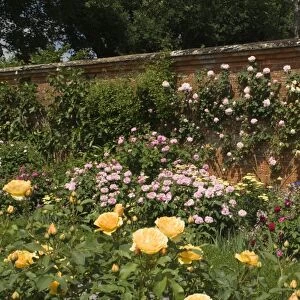 A rose border against a red brick wall, Mottisfont Abbey Garden, Hampshire
