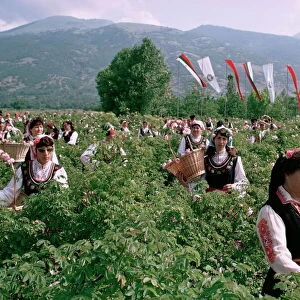 Rose Festival, Bulgaria, Europe