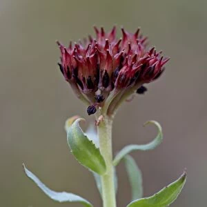 Roseroot (kings crown) (Sedum rosea), Gunnison National Forest, Colorado, United States of America, North America