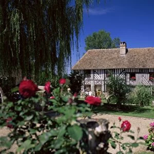 Roses in front of typical timbered farmhouse, near St. Pierre-sur-Dives