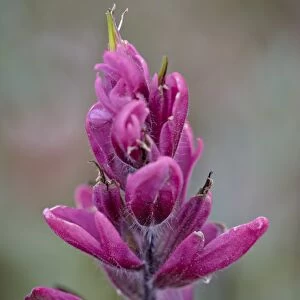 Rosy pintbrush (Castilleja rhexifolia), Gunnison National Forest, Colorado, United States of America, North America