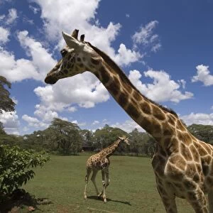 Rothschild giraffe, Giraffe Manor, Nairobi, Kenya, East Africa, Africa