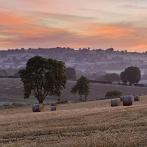 Round hay bales in stubble field at dawn, Chipping Campden, Cotswolds, Gloucestershire