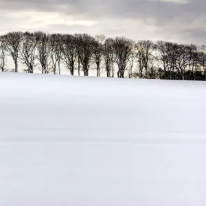 Row of trees in silhouette on edge of snow-covered field, Rock, near Alnwick