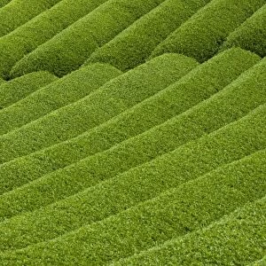 Rows of green tea bushes growing on the Makinohara tea plantations in Shizuoka, Japan