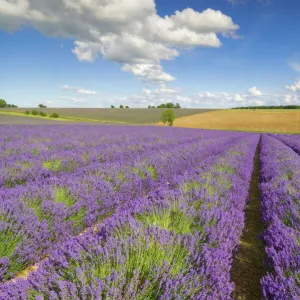 Rows of lavender plants at Snowshill Lavender Farm, Broadway, Worcestershire