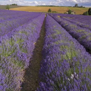 Rows of lavender plants at Snowshill Lavender Farm, Broadway, Worcestershire