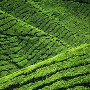 Rows of tea bushes at the Sungai Palas Estate in the