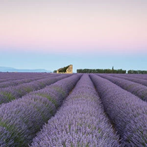 Ruins in a lavender field at dawn, Plateau de Valensole, Alpes-de-Haute-Provence