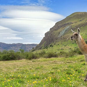 Running Guanaco (Lama guanicoe), Patagonia National Park, Chacabuco Valley, Aysen Region