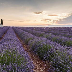 Rural house with tree in a lavender crop at dawn, Plateau de Valensole, Alpes-de-Haute-Provence