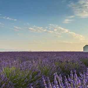 Rural house with tree in a lavender crop, Plateau de Valensole, Alpes-de-Haute-Provence