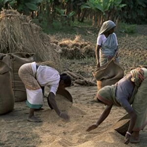 Rural workers gather rice