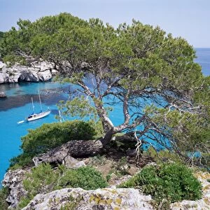 Sabina tree and the blue sea of Cala Macarelleta