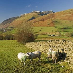 Saddleback, four grazing sheep, Lake Distict, Cumbria, England, United Kingdom, Europe