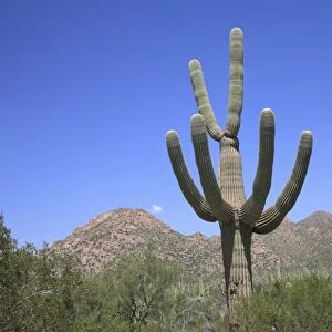 Saguaro cactus, Saguaro National Park, Tuscon Mountain District west unit