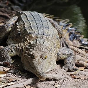Saltwater crocodile, Northern Territory, Australia, Pacific