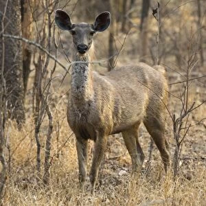 sambar deer (Rusa unicolor), Bandhavgarh National Park, Madhya Pradesh, India, Asia