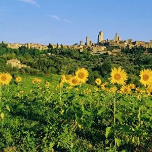 San Gimignano and field of sunflowers