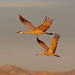 Two Sandhill Cranes (Grus canadensis) in flight in early morning light